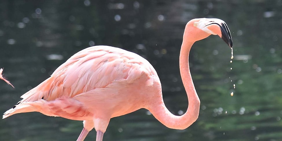 How To Do Flamingo Pose | Benefits, Variations, Modification
