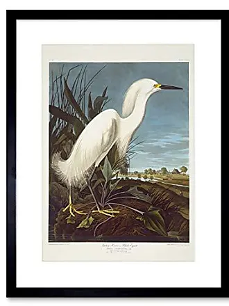 Audubon American Flamingo Framed Art Print B12X5244