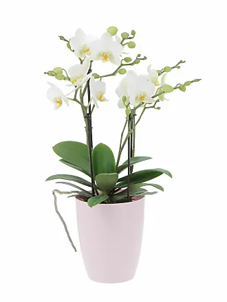 Orchidea Phalaenopsis Bianca Pianta Vera H 60/70 cm Vaso Ø 12