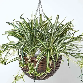  Homescapes Künstlicher Kaktus Echinocactus im Keramik Topf in  Holz-Optik, kleine künstliche sukkulente Pflanze ca. 15 cm hoch, rustikale  Dekoration für Büro, Fensterbank oder Tisch