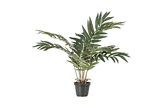 Yucca Pianta Purifica Aria da Interno Vera H 135-145 cm Vaso Ø 24