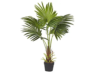 Yucca Pianta Purifica Aria da Interno Vera H 135-145 cm Vaso Ø 24 cm