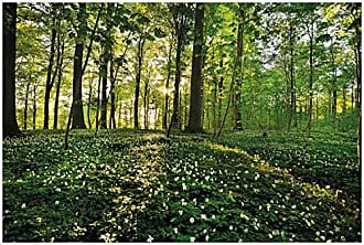 Wallario Leinwandbild 60 x 90 cm Blaues Hasenglöckchen Wald Wiese Weg Wald lila 